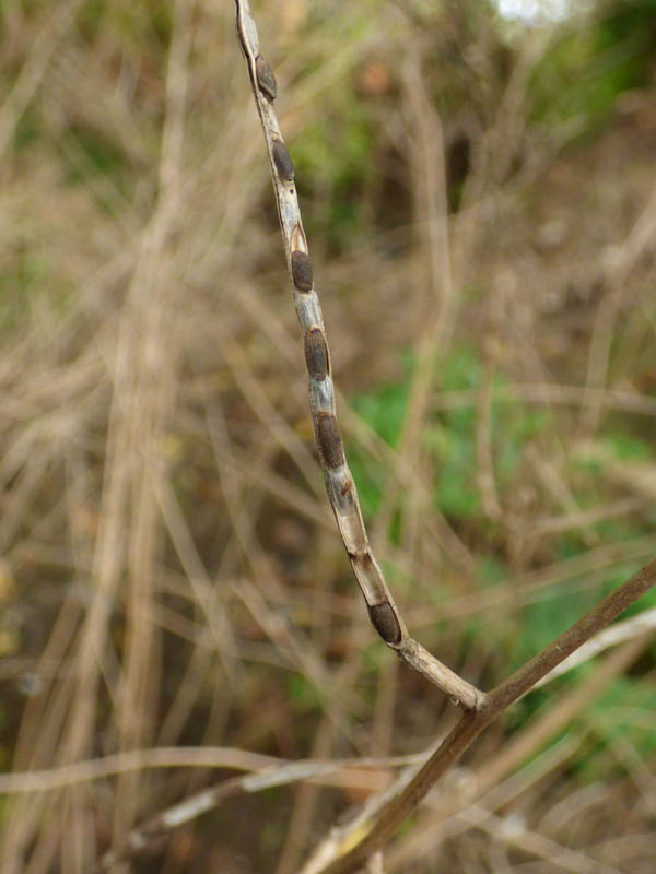 Alliaria petiolata